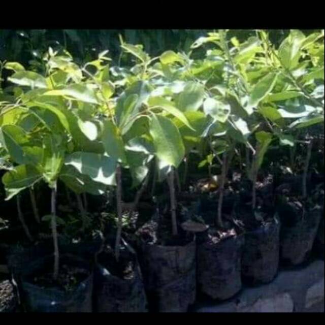 BIBIT JUWET JAMBLANG  KESEHATAN OBAT TANAMAN BUAH JAMBLANG JUWET BIBIT UNGGUL SUPER