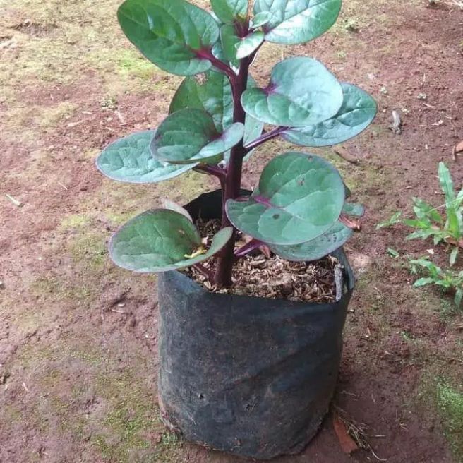 tanaman herbal binahong merah-pohon binahong-binahong batang merah