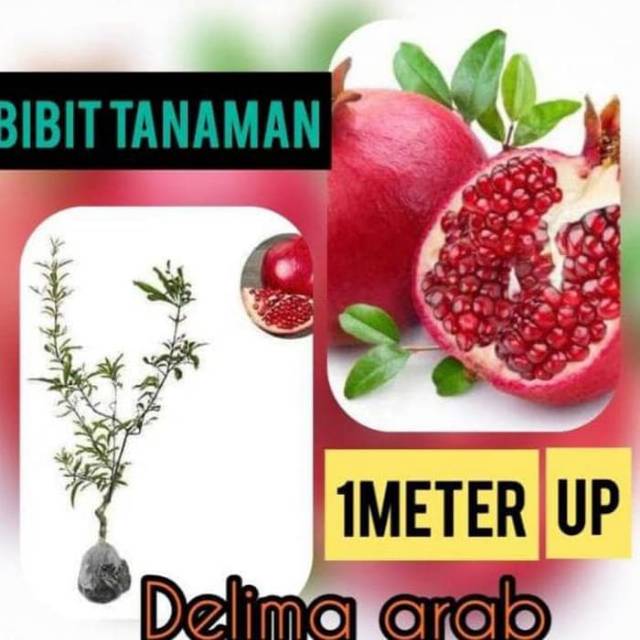 Bibit Tanaman Delima Arab/pohon delima