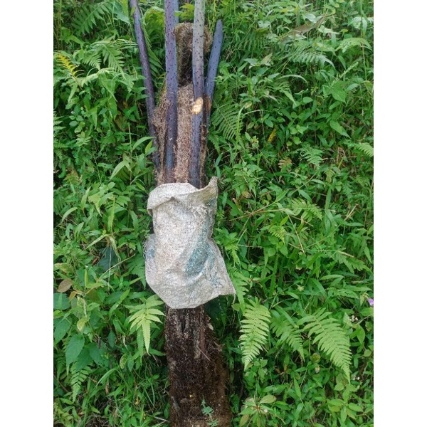 tanaman hias paku anaman/pakis anam