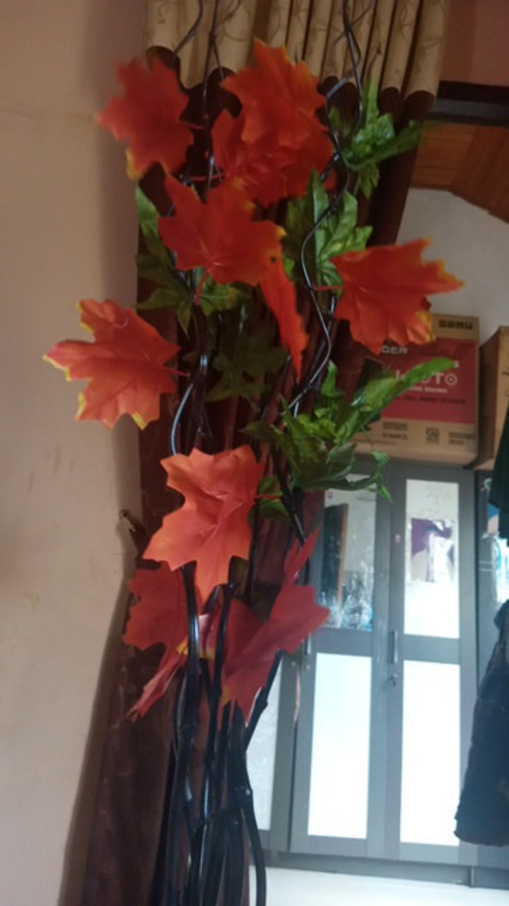 Bambu Ulir Daun Maple