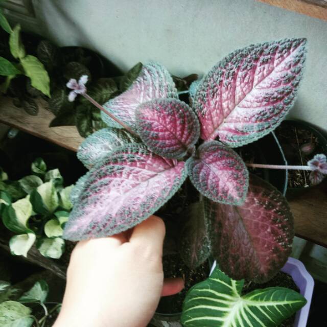 Episcia Pink