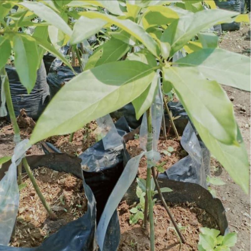 BIBIT BUAH ALPUKAT MIKI KAKI 3 DIJAMIN 2 TAHUN BERBUAH