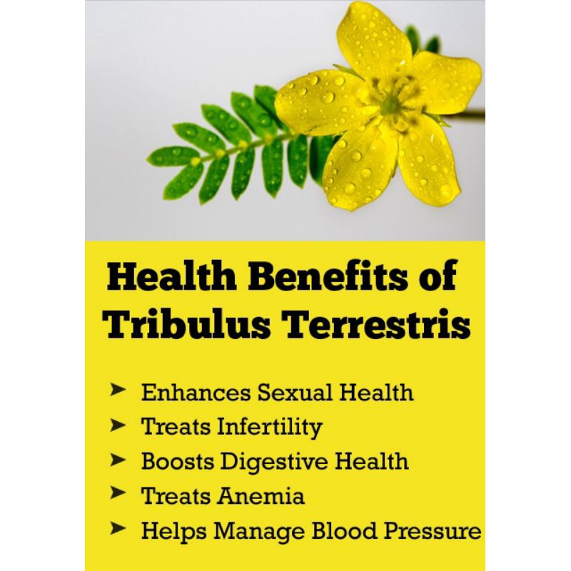 TRIBULUS TERRESTRIS FRUIT TEA : TEH TRIBULUS TERRESTRIS ISI 30 TEA BAG