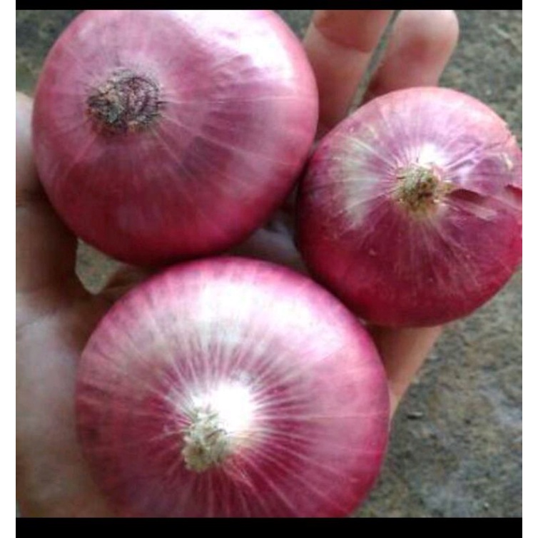 

BAWANG BESAR IMPOR DARI INDIA