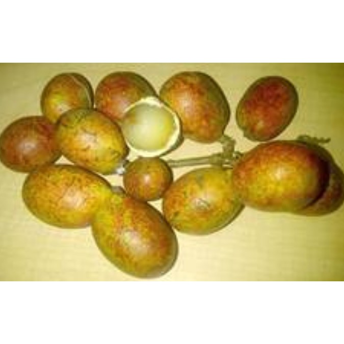 Bibit Matoa Kulit Kuning