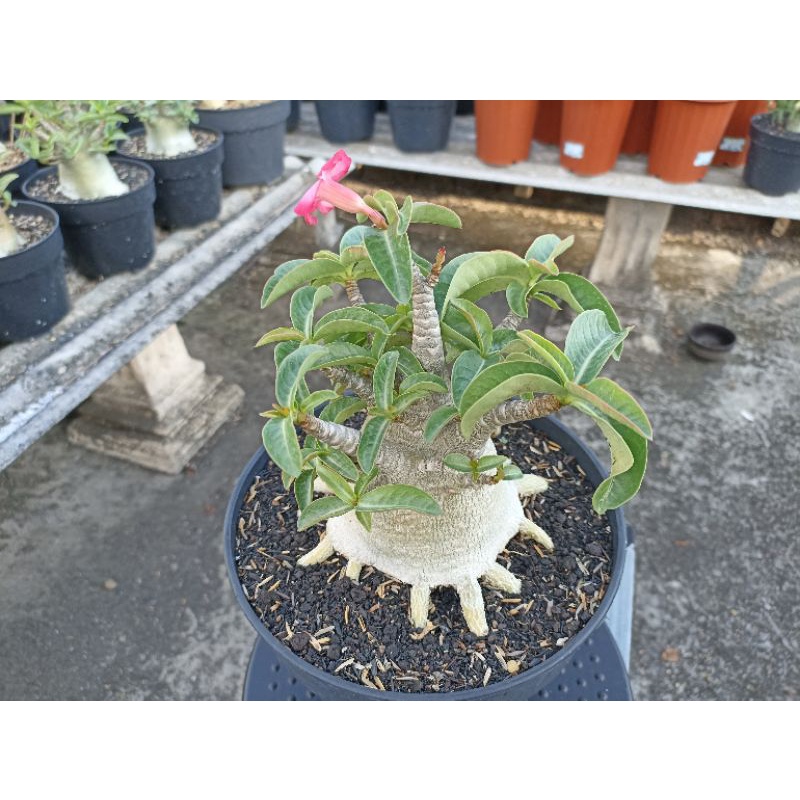 Adenium Black MKMK Prokar