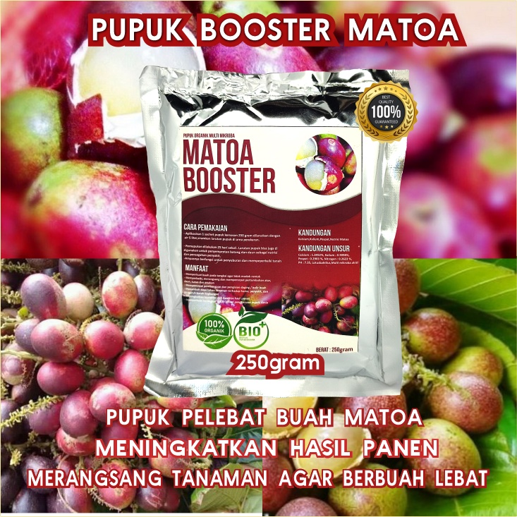 Pupuk Organik Pelebat Booster Matoa Perangsang Buah Matoa, Pupuk Pelebat Buah Matoa berkualitas Nutrisi Terbaik Cepat Berbuah Lebat,Pupuk Perangsang Matoa Organik dan Penyubur Tanaman matoa