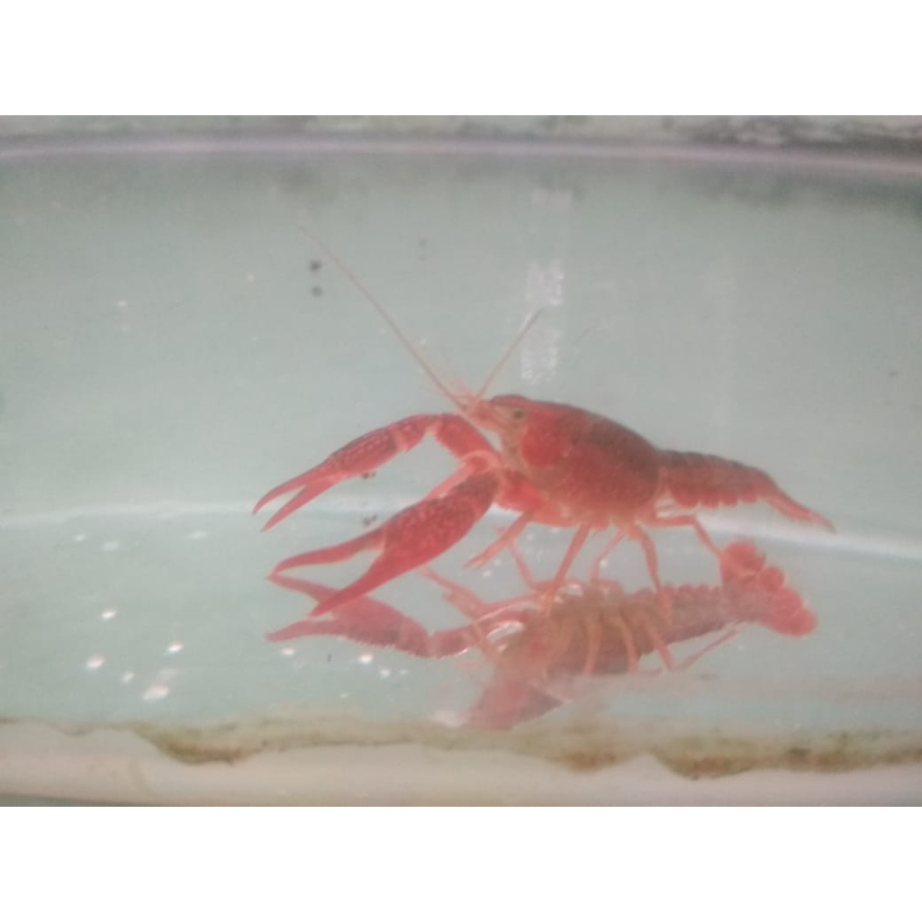Lobster Merah Air Tawar