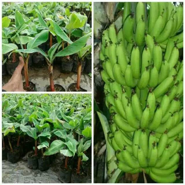 Bibit pisang ambon lumut