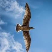 fadilaanida081265451163