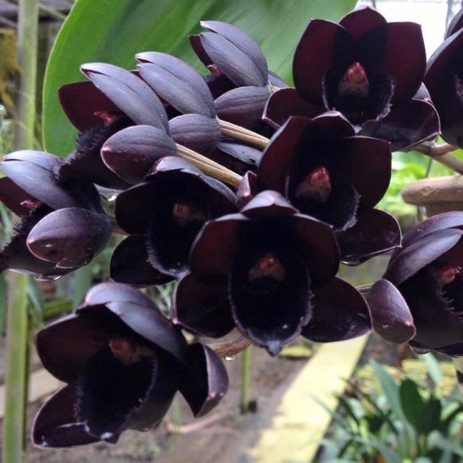 [ DEWASA ] Fredclarkeara ( FDK ) After Dark ‘Black Pearl’ Anggrek Hitam dengan Keanggunan Maksimal