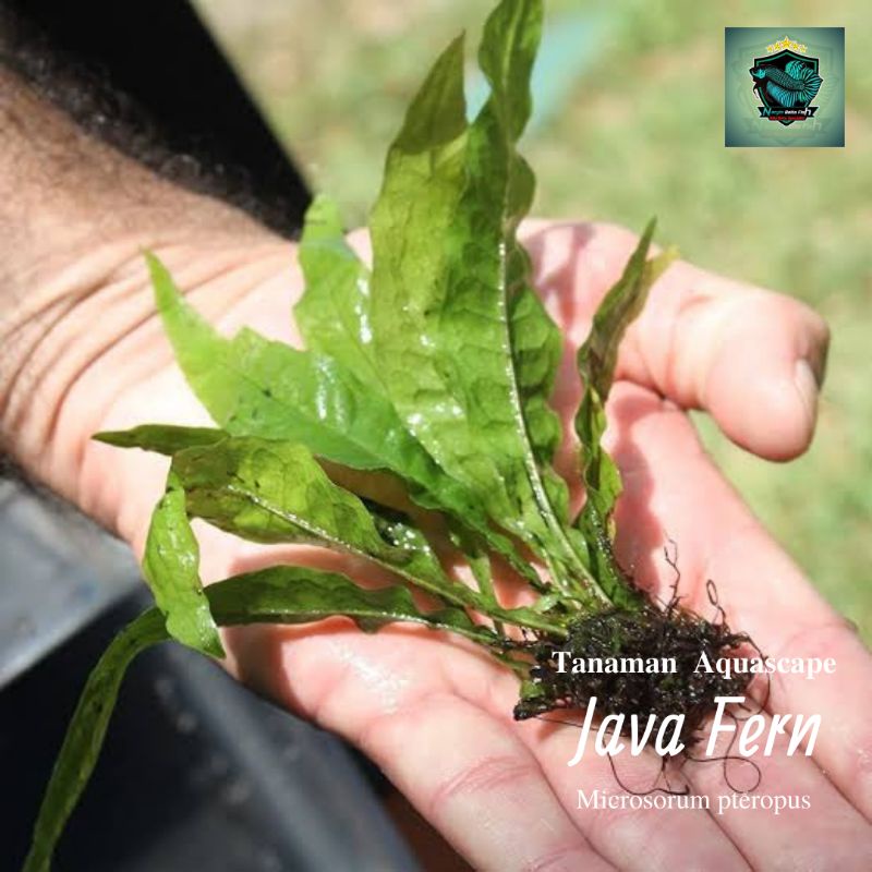 Tanaman Air aquascape Java Fern/Java Fern windelove/Kadaka windelove