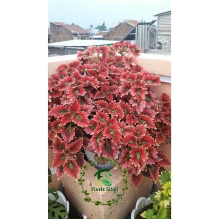 miana premium garuda merah