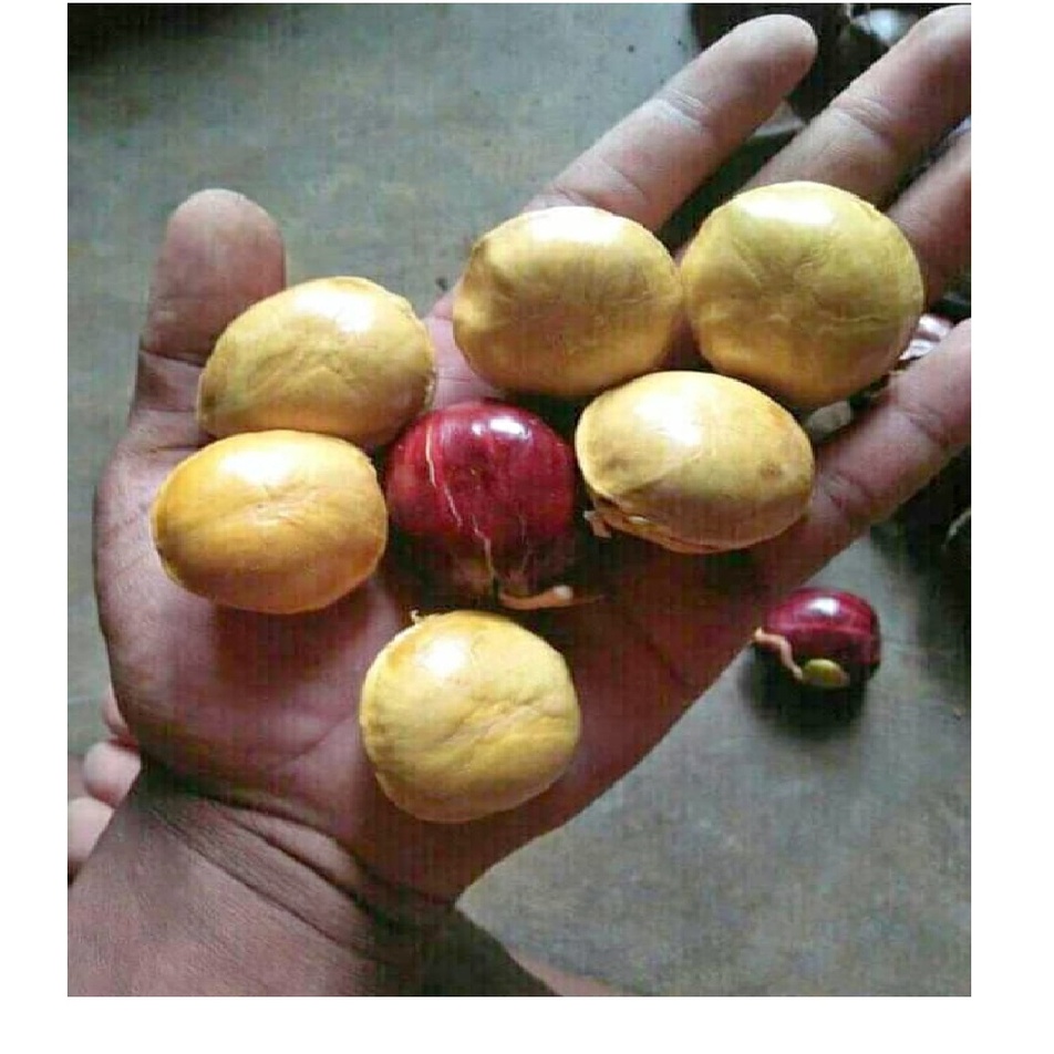 

Jengkol Tua Super Jengki Jreng Kupas Mentah Fres Termurah