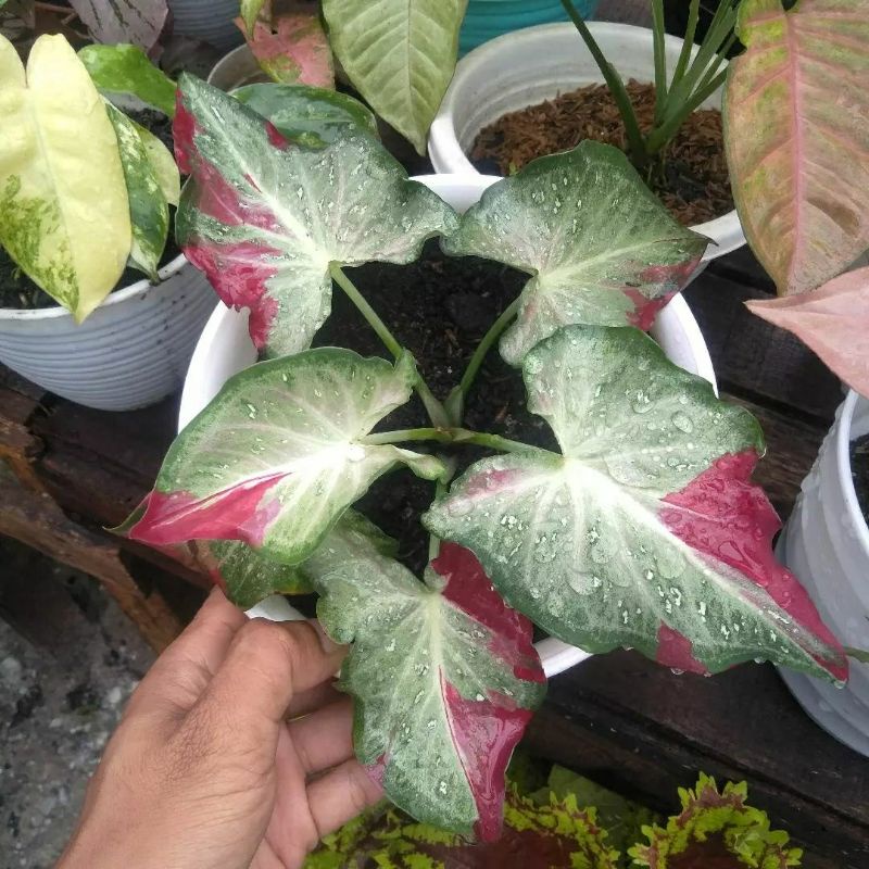 Bunga Hias Keladi Cat Tumpah - Caladium Shycool Cantik Menor Anakan - Remaja