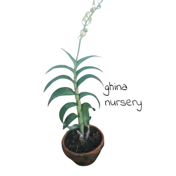 Anggrek Dendrobium Sudah Berbunga  / anggrek dendrobium spike