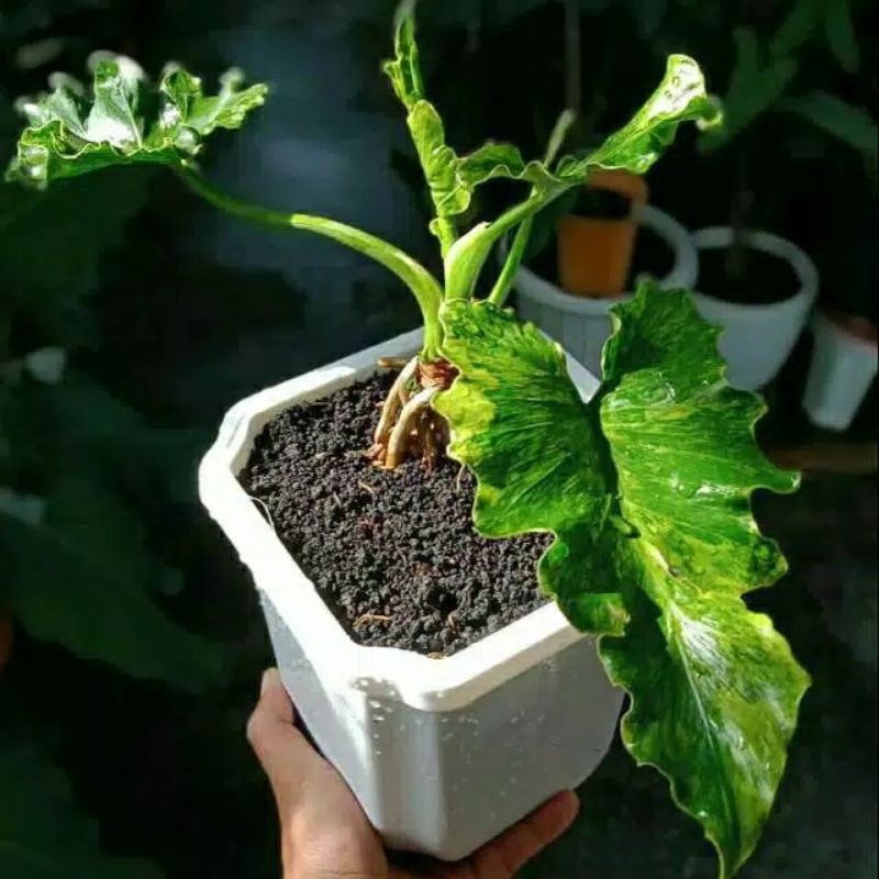 bonggol philodendron selloum variegata / thaumatophyllum selloum variegata