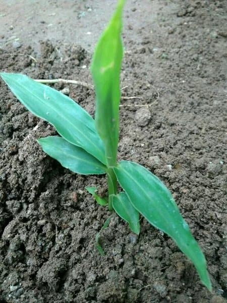 Promo Bibit Rimpang Bangle