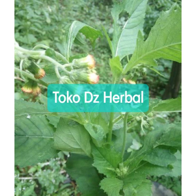 

Daun sintrong segar 500 gram / Sayuran sintrong segar