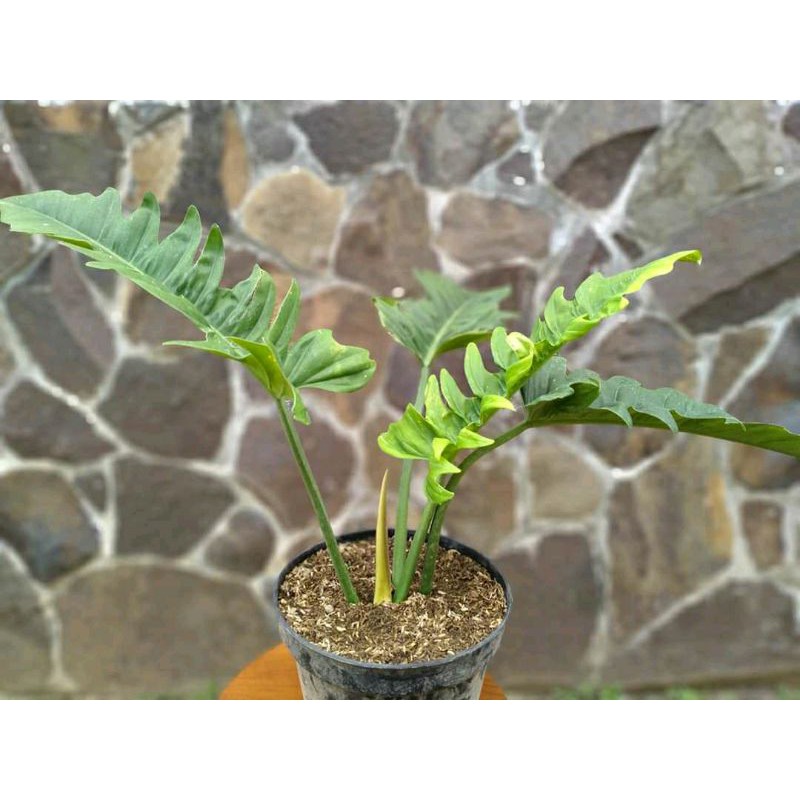 Tanaman Hias Philo Gergaji | Philo Keris