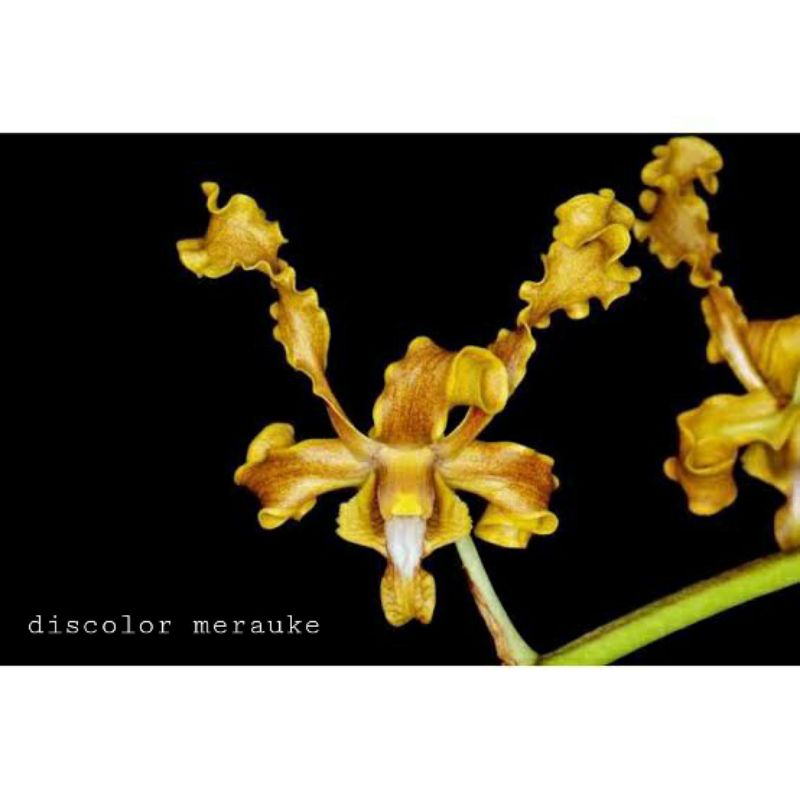 Anggrek Dendrobium Discolor merauke (jungle)