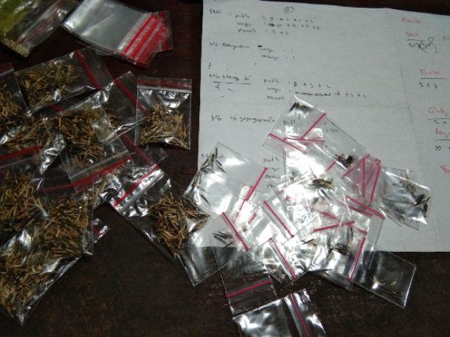 100seed  Bibit Benih Biji Bunga Pacar Air Tumpuk White And Red Impatiens Balsamina