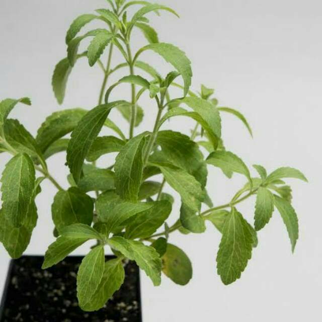 Bibit Stevia/Tanaman Herbal Stevia Daun Manis (Pengganti Gula Alami)