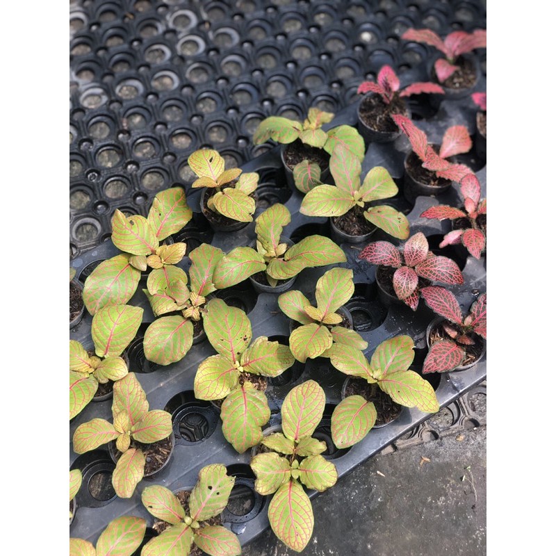 FITTONIA KUNING RED ANNE PREMIUM - BAKUL KEMBANG