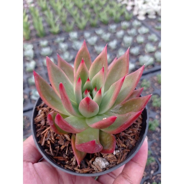 sukulen merah agavoides lipstik