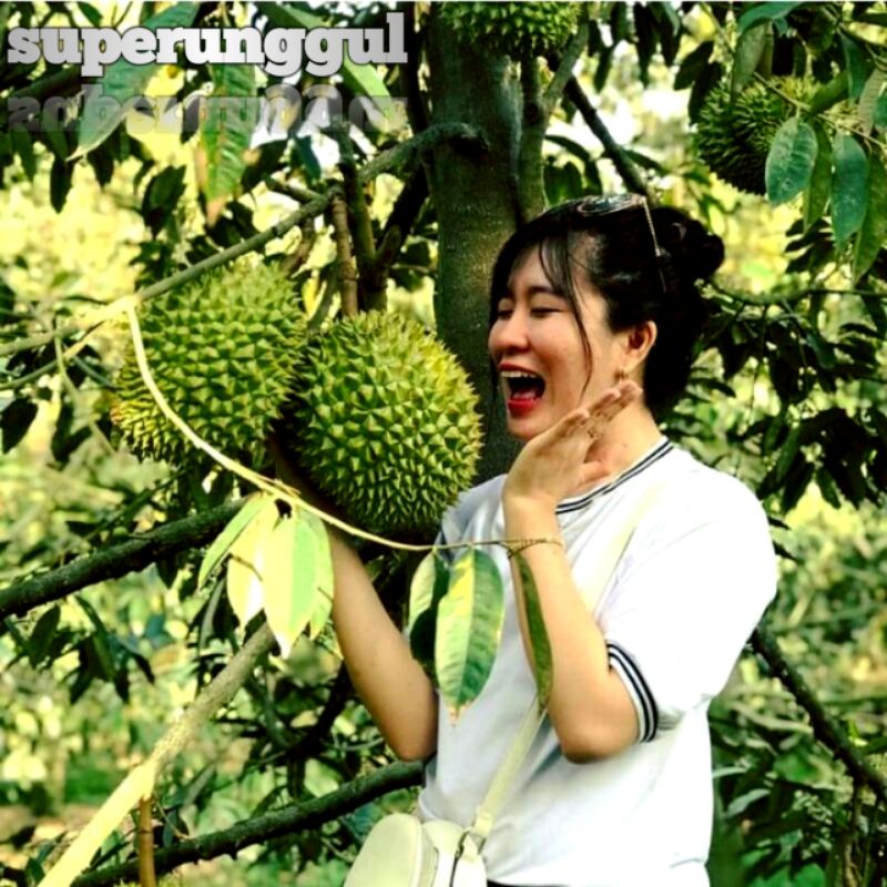 Bibit Durian Kaki Tiga Bawor