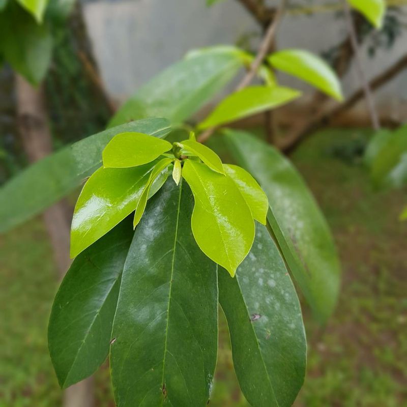 

Daun Sirsak 100lembar segar