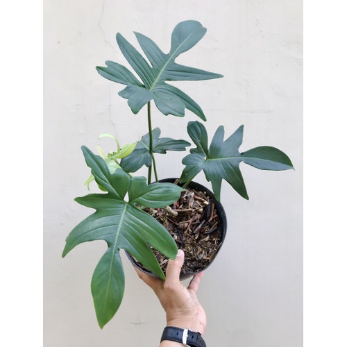 Ready Tanaman Philodendron Pedatum Tanaman Hias Philodenron Murah