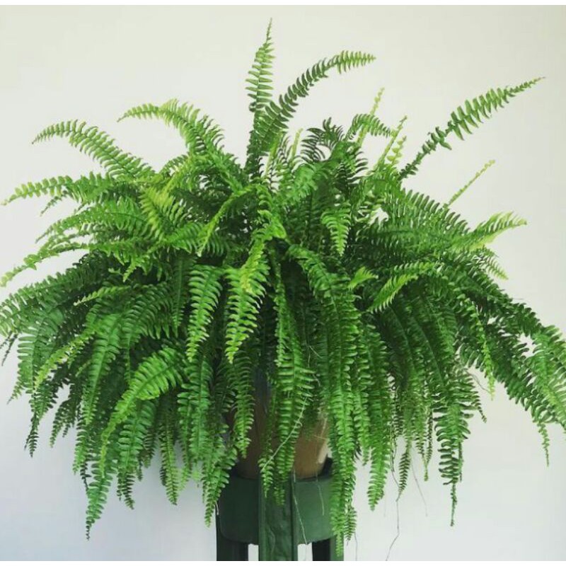 tanaman hias pakis sisir