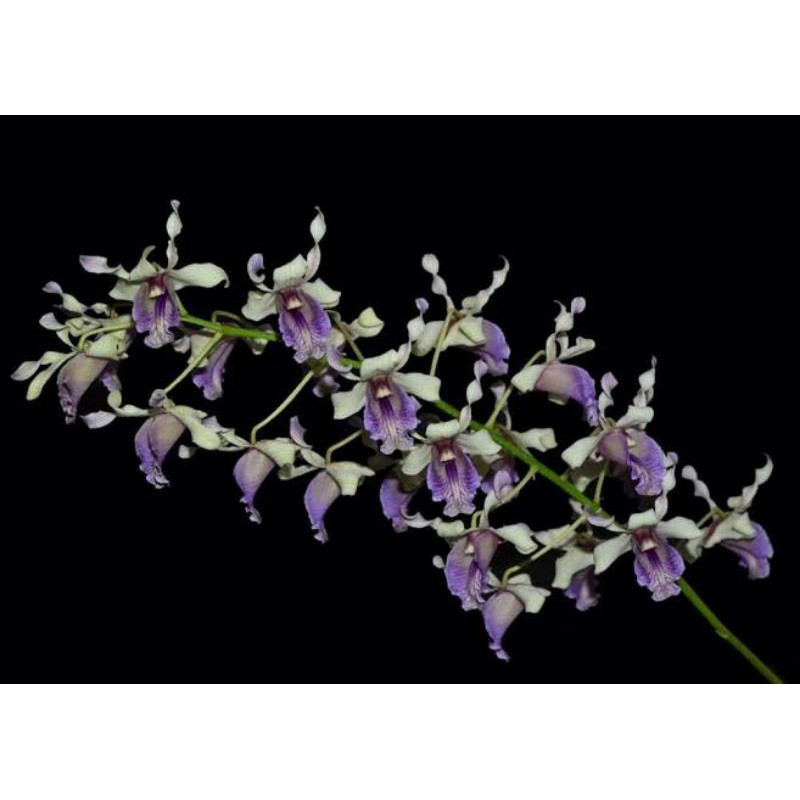 Anggrek Dendrobium Nindii Sp