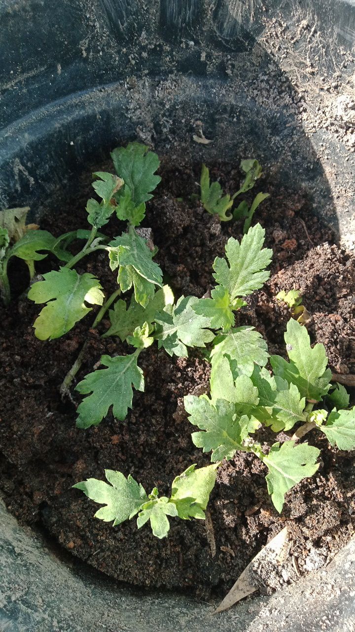 Tanaman Hias Bibit Bunga Krisan Paket 65 Pcs