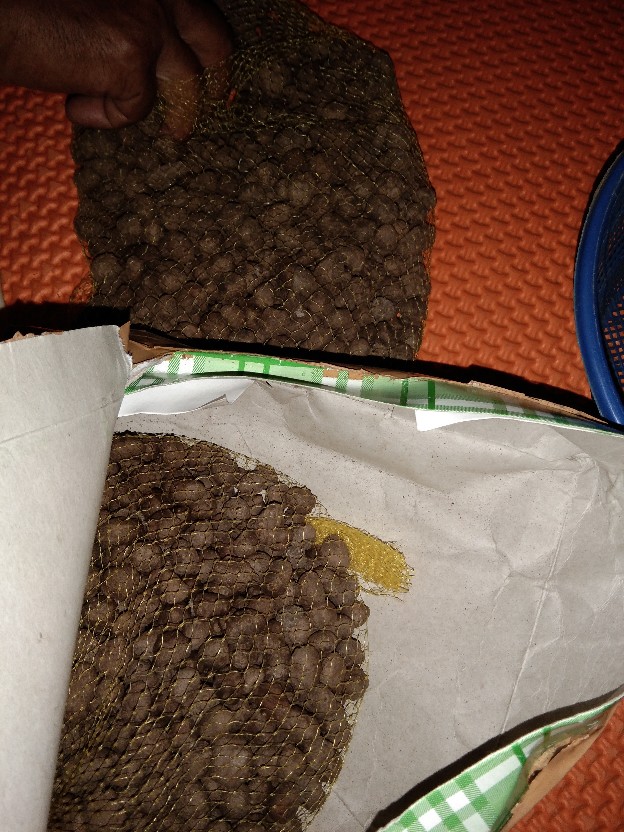 Bibit Porang Dorman | Katak Super Mini 700/ Biji