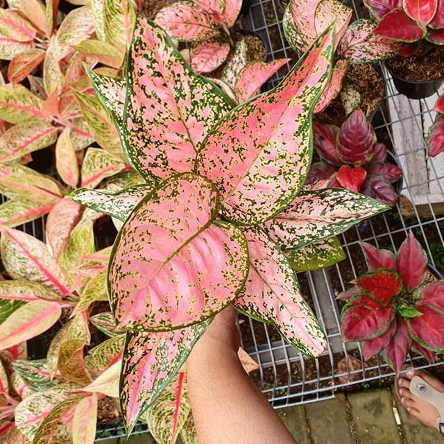 tanaman hias aglonema ruby super pink - bunga aglonema rubi super pink