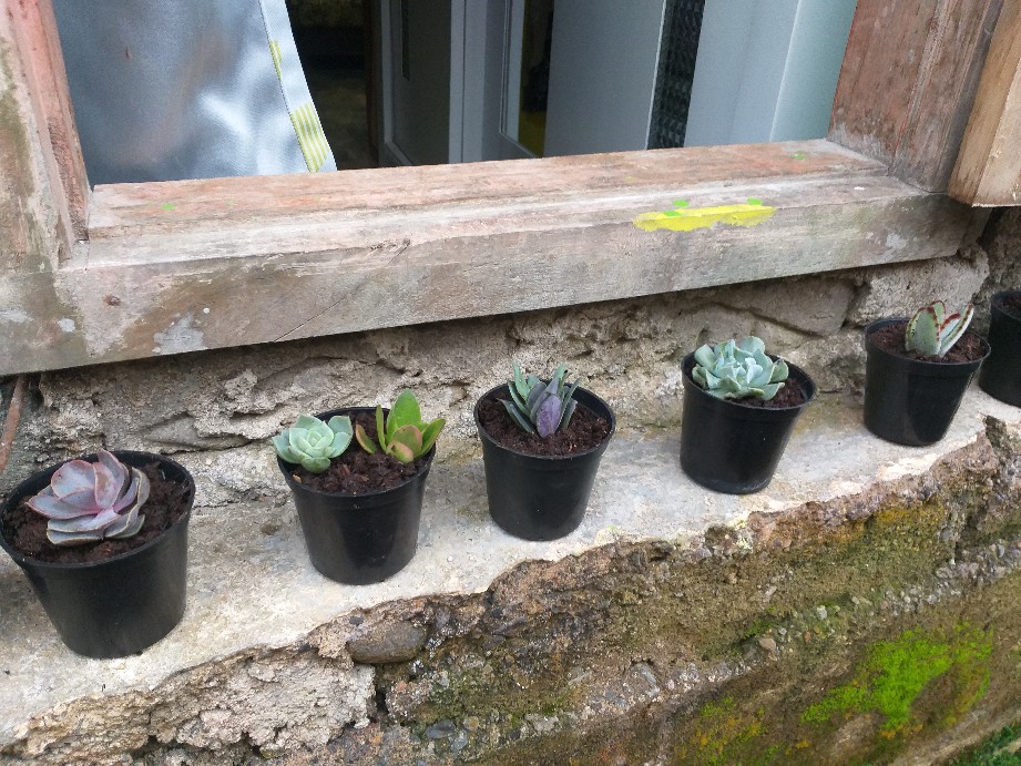 Sekulen Patah Tulang