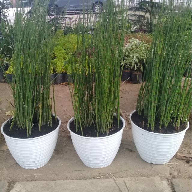 Bambu air dalam pot  25cm