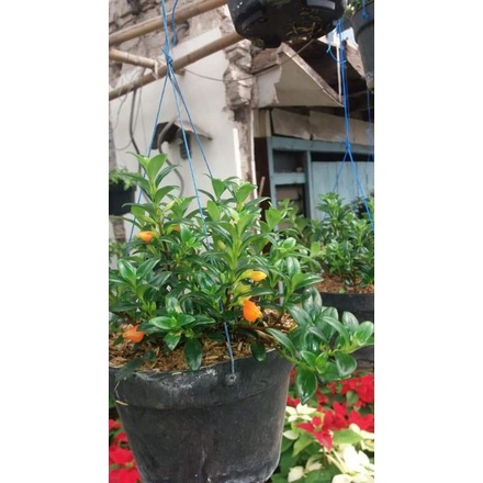 Tanaman Hias Gantung Bunga Lipstik Orange