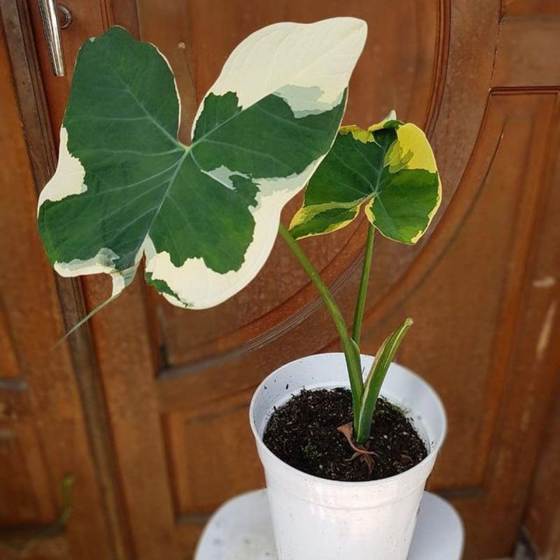 keladi mickey mouse / kantong semar variegata