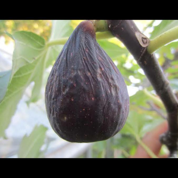 Freong Bibit Pohon Buah Tin Jenis Niagara Black Uk1