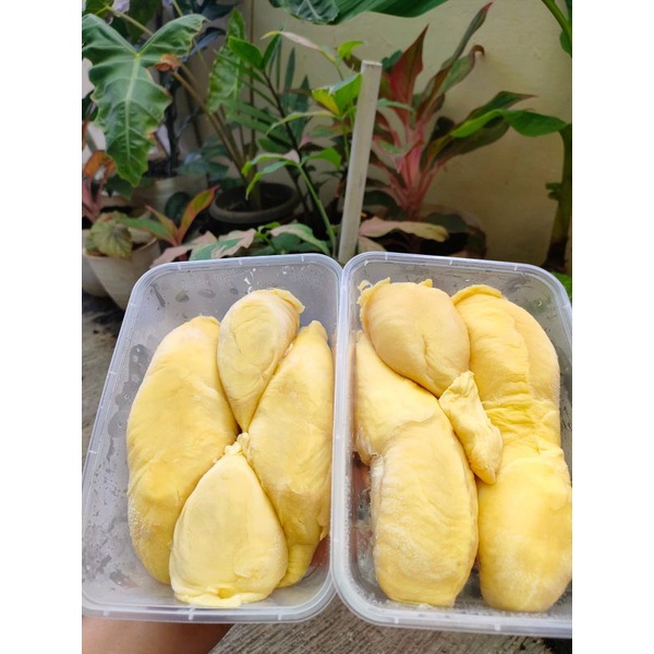 

durian montong