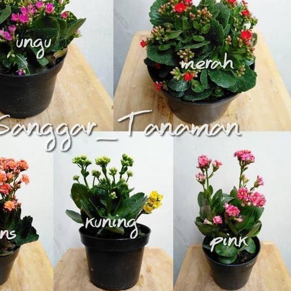 ♝ bunga cocor bebek / tanaman hias cocor bebek ➾