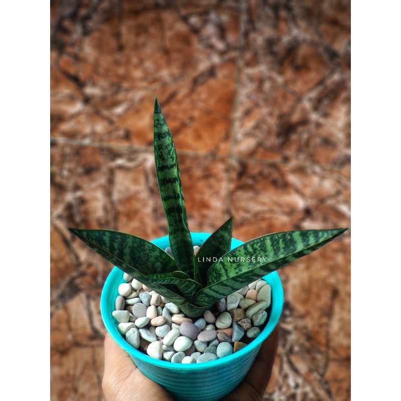 Sansivera Hybrid Cordova