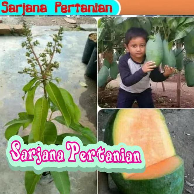 Kw Asli N3W Bibit Tanaman Mangga Mahatir Berbunga Promo♨