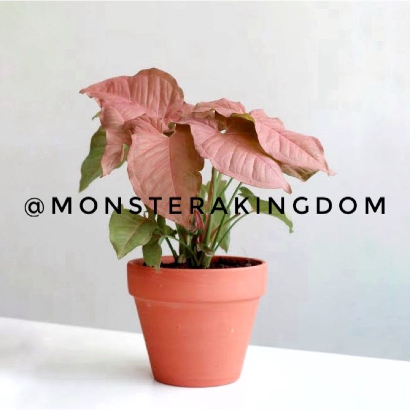 Syngonium Pink Neon Robusta