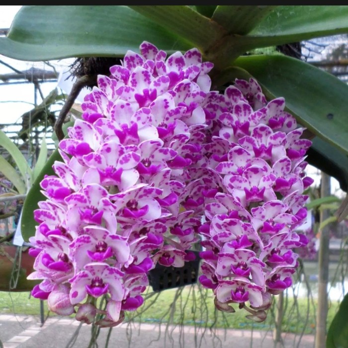 anggrek vanda rhynchostylis gigantea bigspot dewasa siap bunga