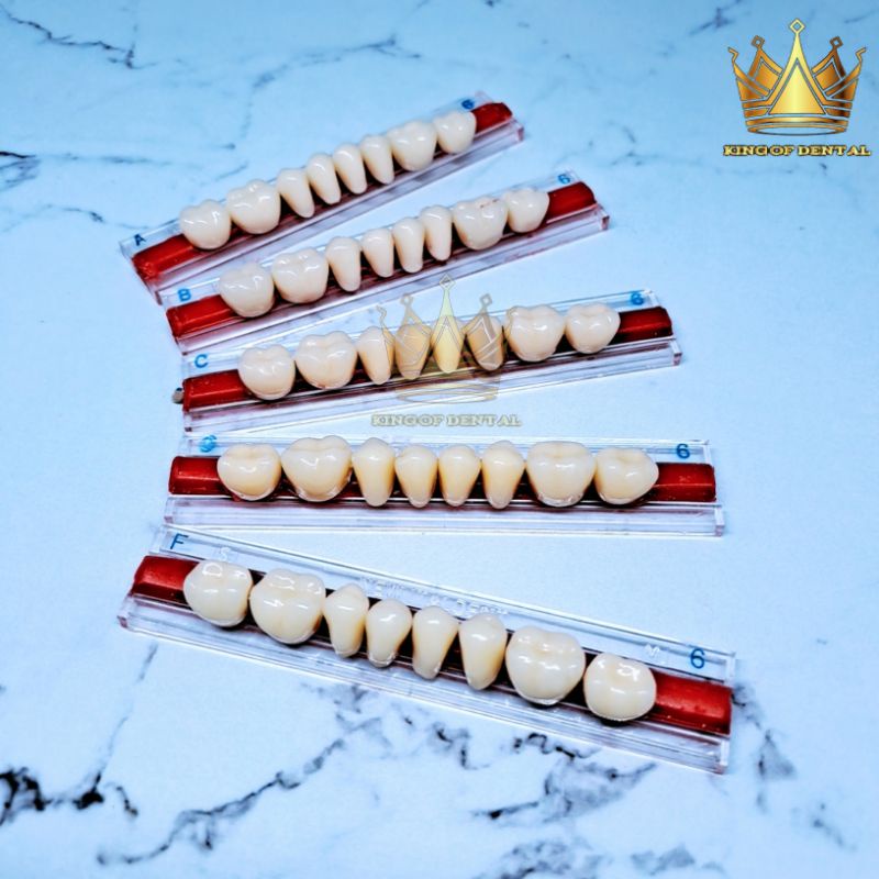 Italdent Gigi palsu Geraham Bawah